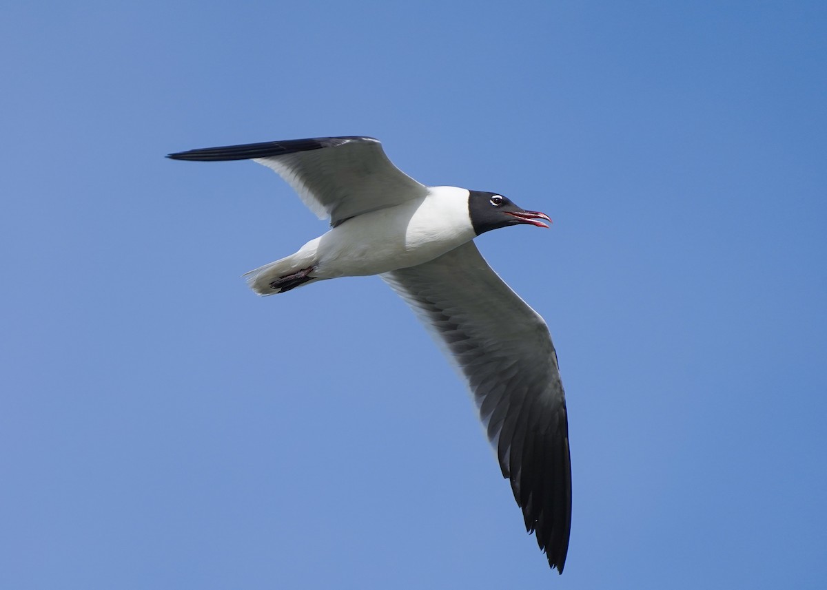 Laughing Gull - ML619384375