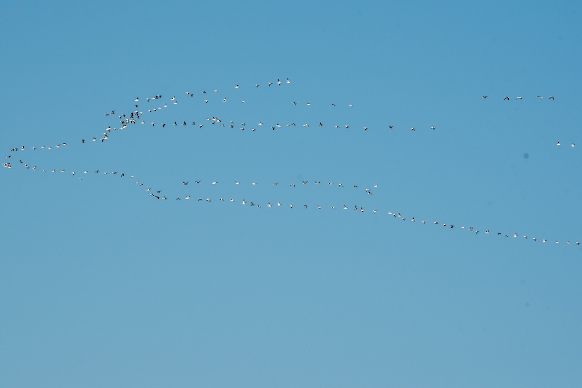 Snow Goose - Yixiao Liu