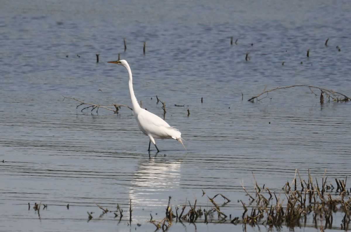 Great Egret - ML619384402