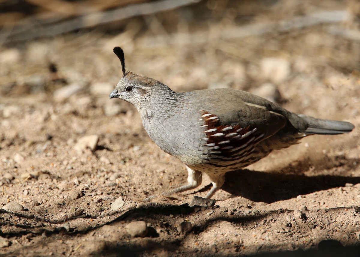 Gambel's Quail - ML619384405