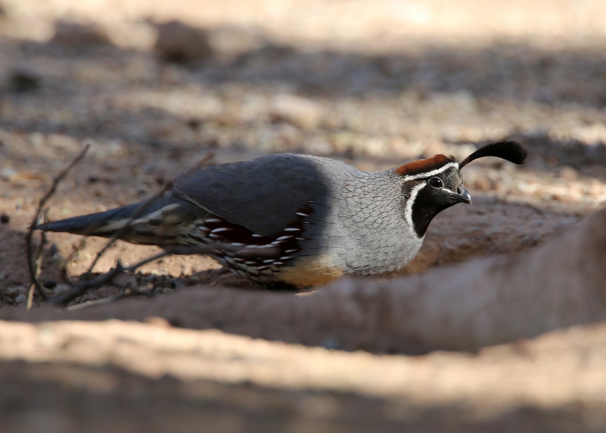 Gambel's Quail - ML619384407