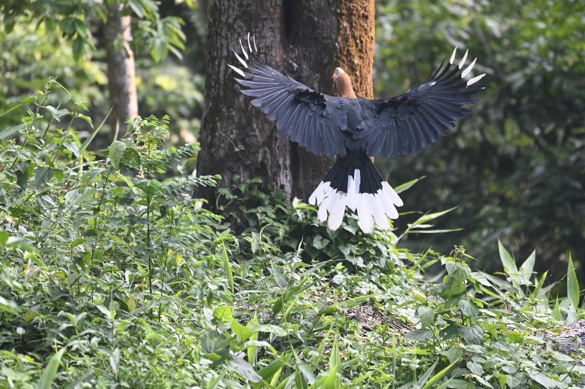 Rufous-necked Hornbill - Aryapratim Sarkhel