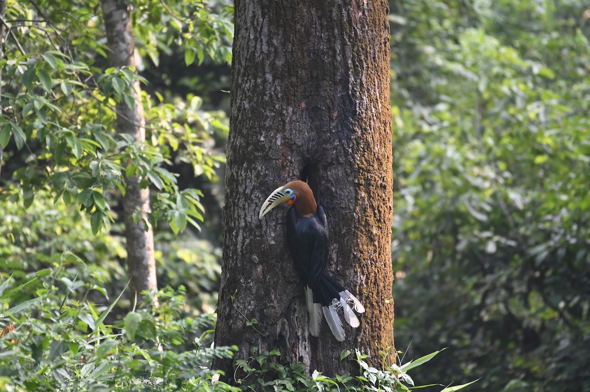 Rufous-necked Hornbill - Aryapratim Sarkhel