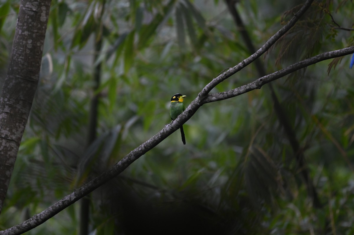 Long-tailed Broadbill - ML619384431