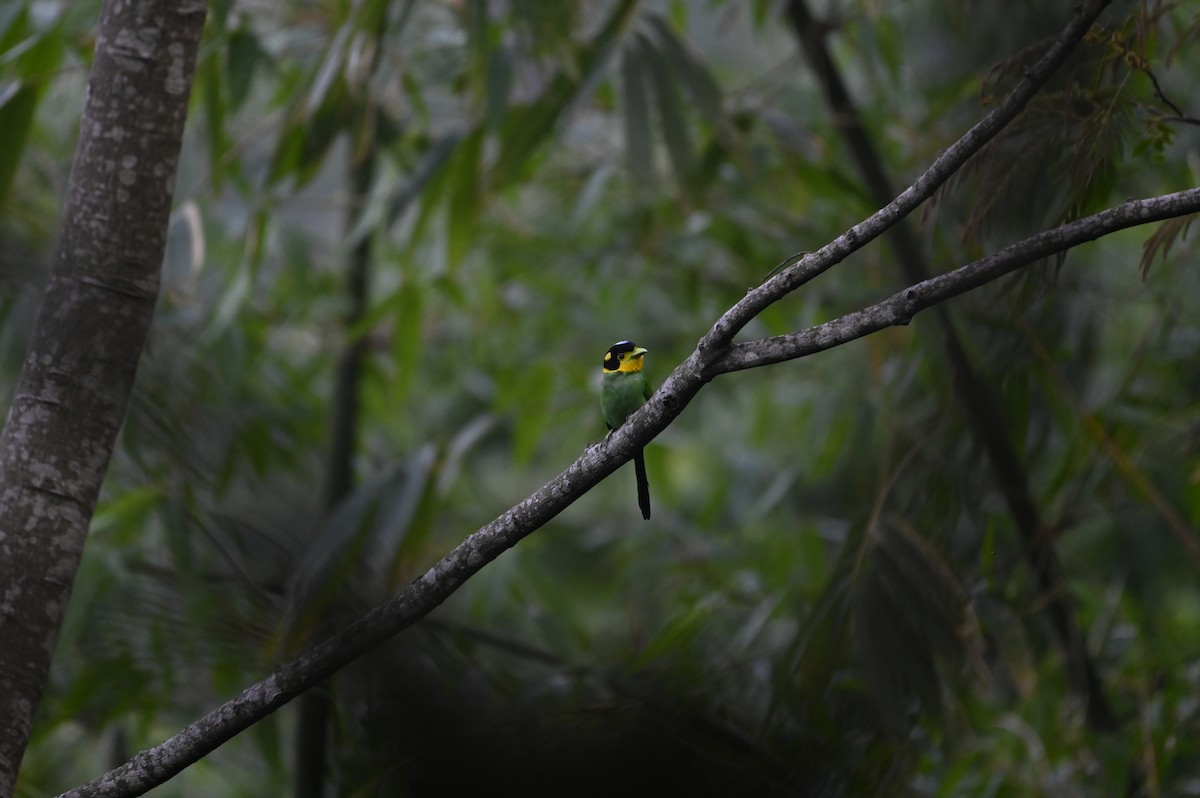 Long-tailed Broadbill - ML619384432