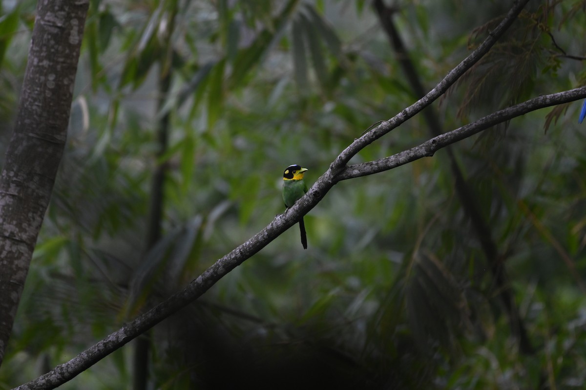 Long-tailed Broadbill - Aryapratim Sarkhel