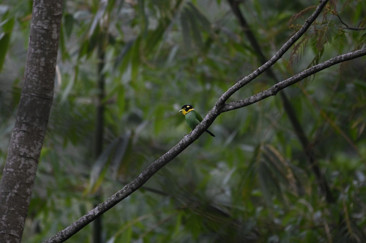 Long-tailed Broadbill - ML619384434