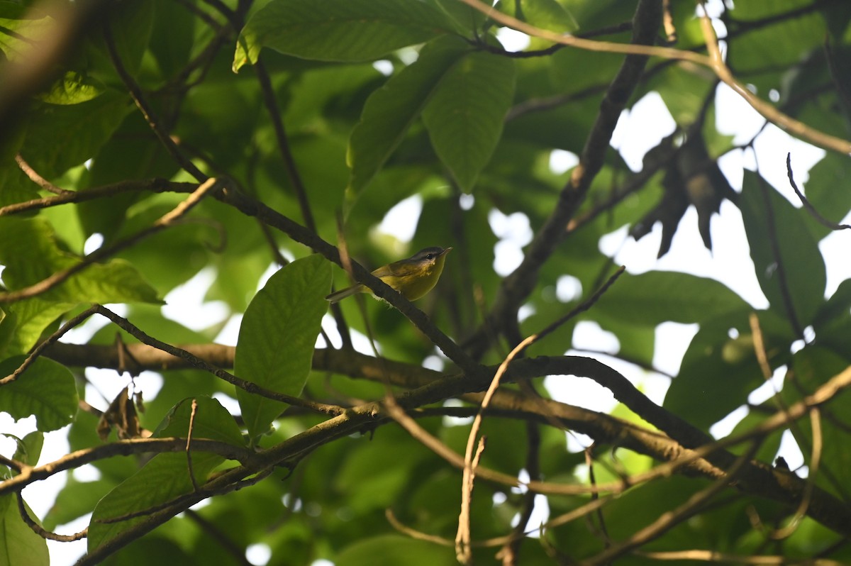 Gray-hooded Warbler - Aryapratim Sarkhel