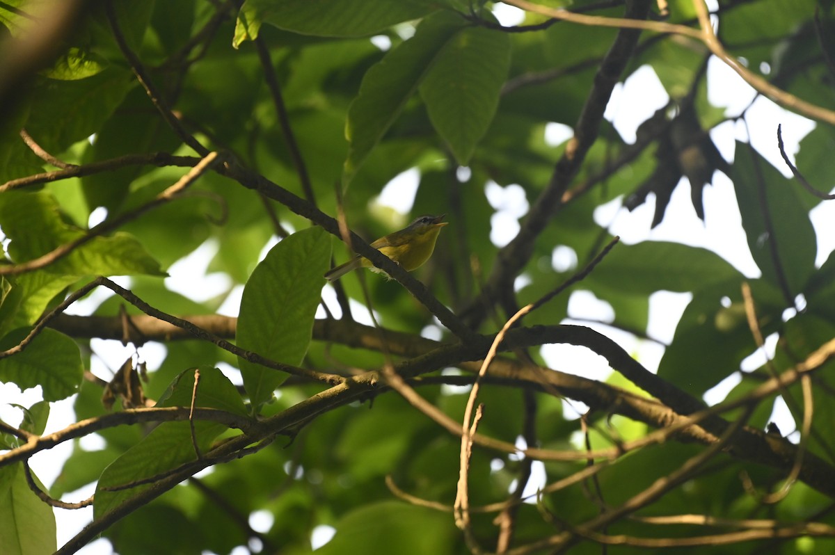 Gray-hooded Warbler - Aryapratim Sarkhel