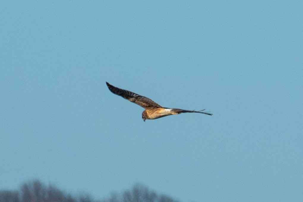 Northern Harrier - Yixiao Liu