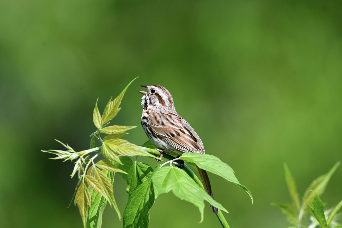 Song Sparrow - ML619384450