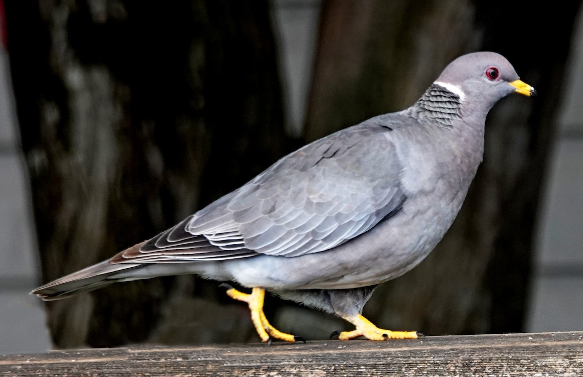 Band-tailed Pigeon - Hank Heiberg