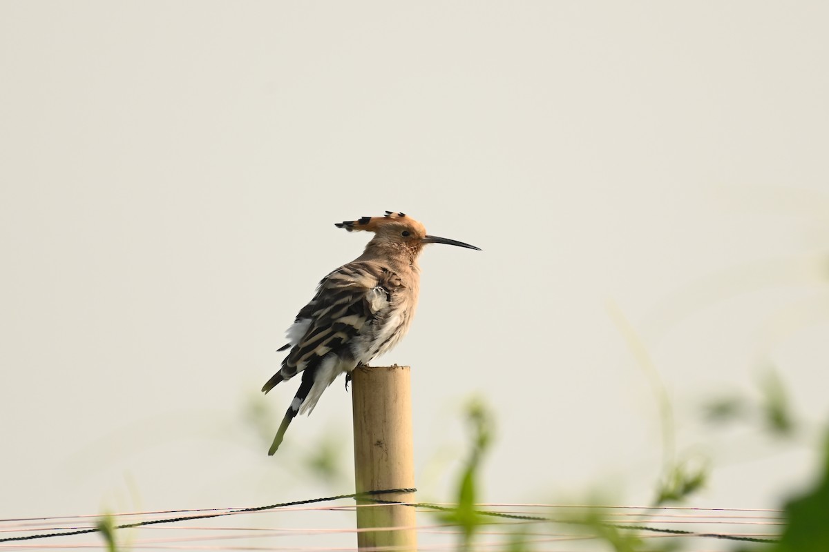 Eurasian Hoopoe - Aryapratim Sarkhel