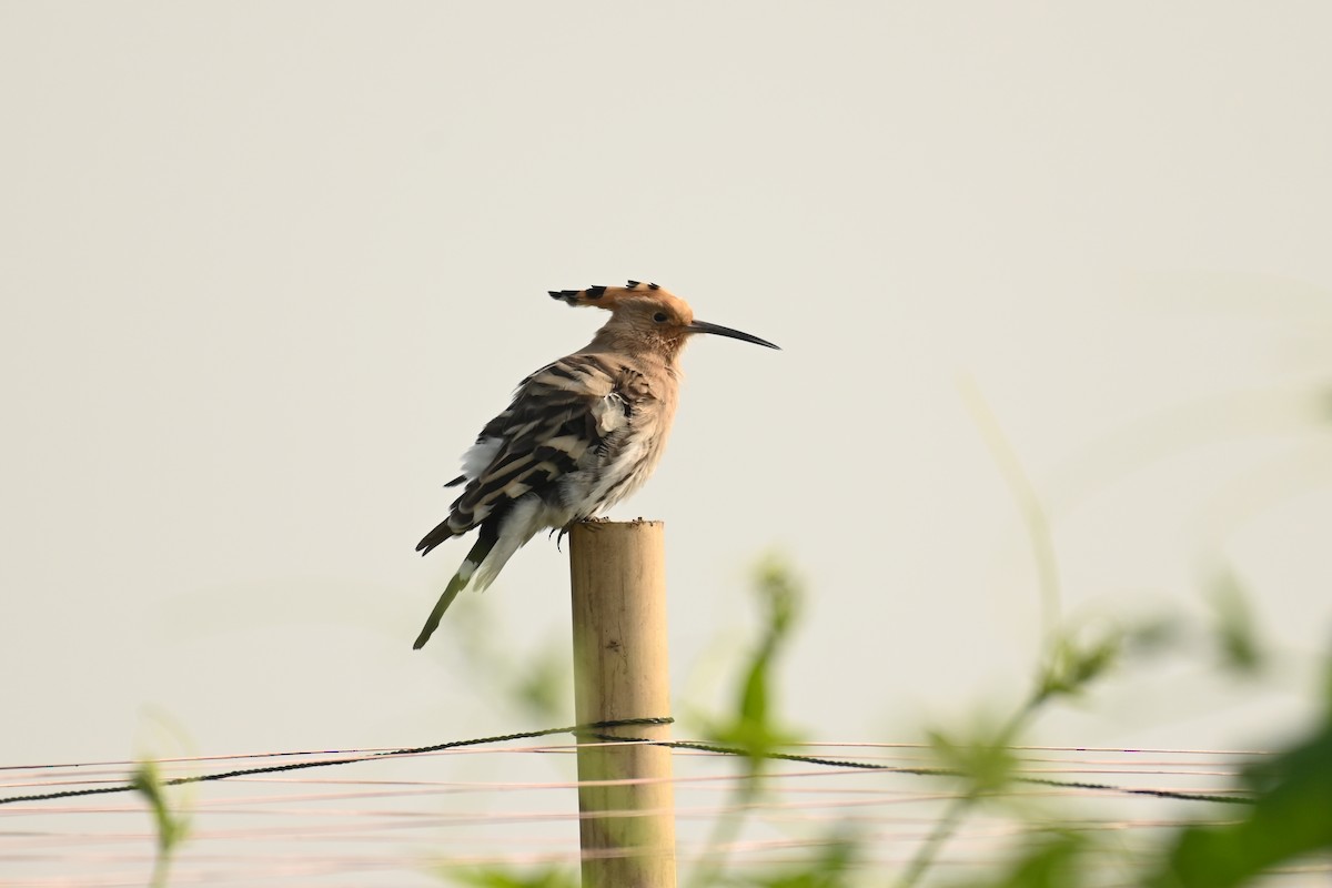 Eurasian Hoopoe - Aryapratim Sarkhel