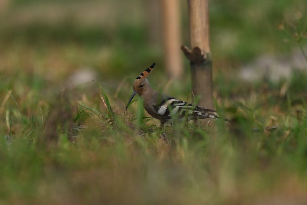 Eurasian Hoopoe - Aryapratim Sarkhel