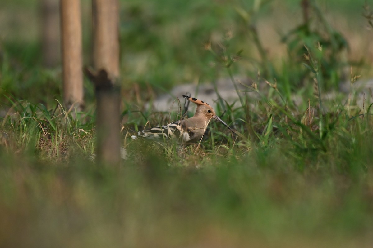 Eurasian Hoopoe - Aryapratim Sarkhel