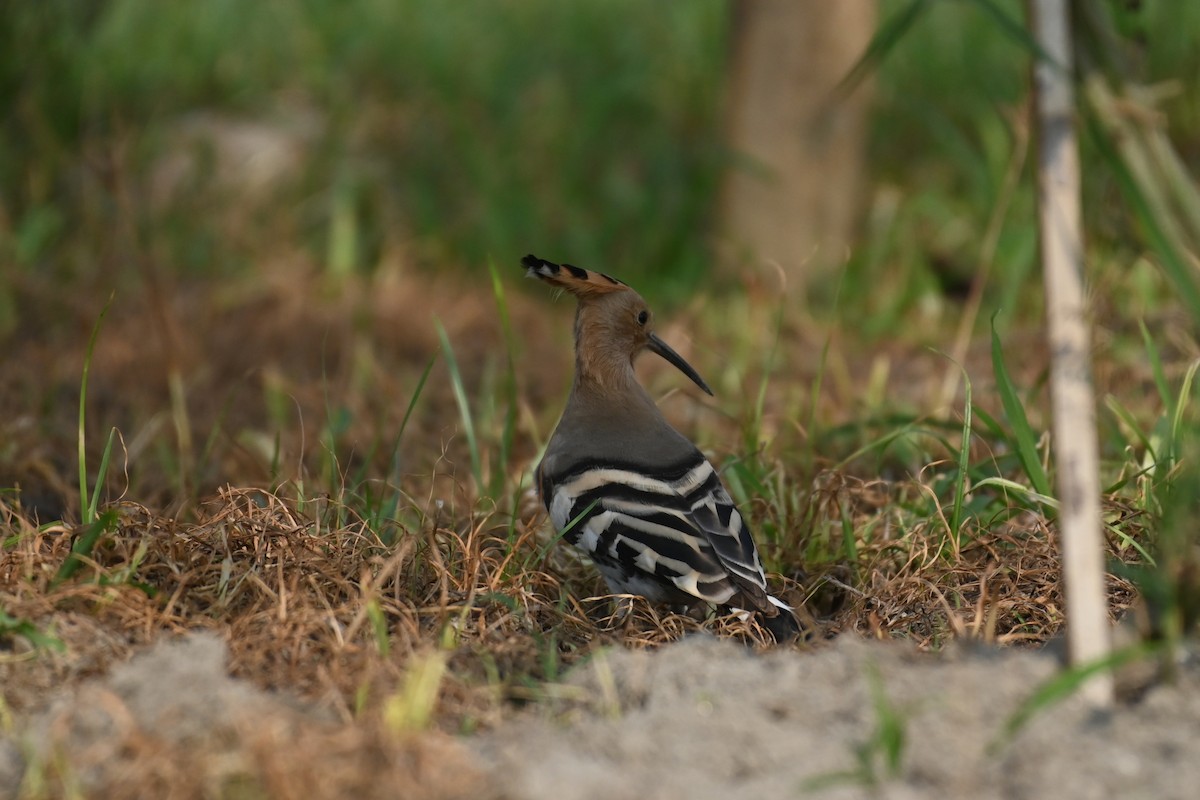 Eurasian Hoopoe - Aryapratim Sarkhel