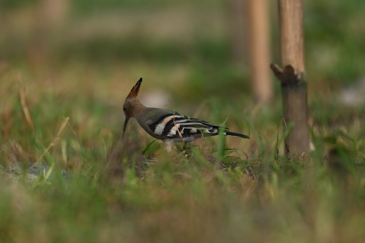 Eurasian Hoopoe - Aryapratim Sarkhel