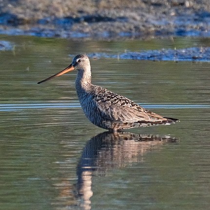 Hudsonian Godwit - Josh Spice