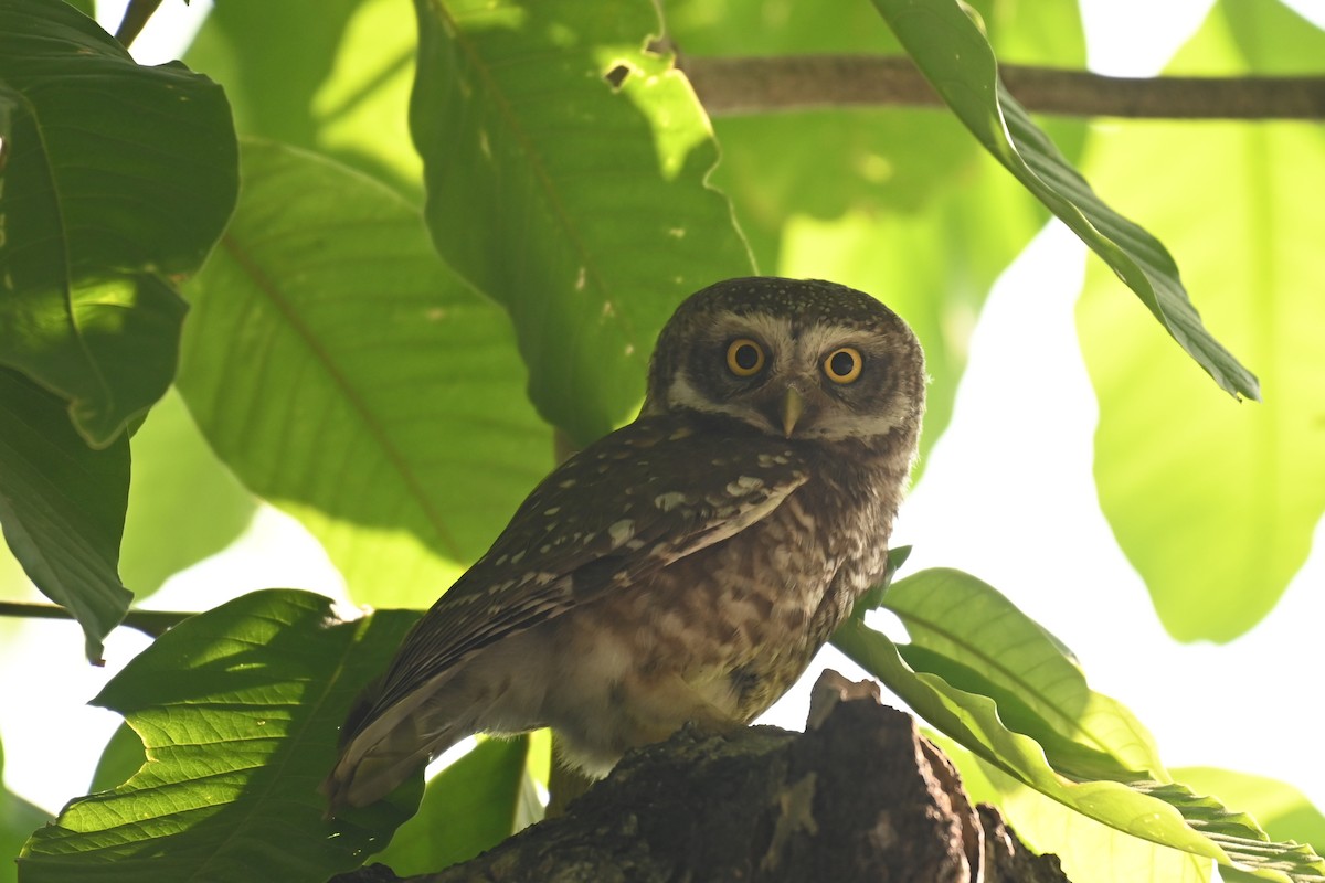 Spotted Owlet - Aryapratim Sarkhel