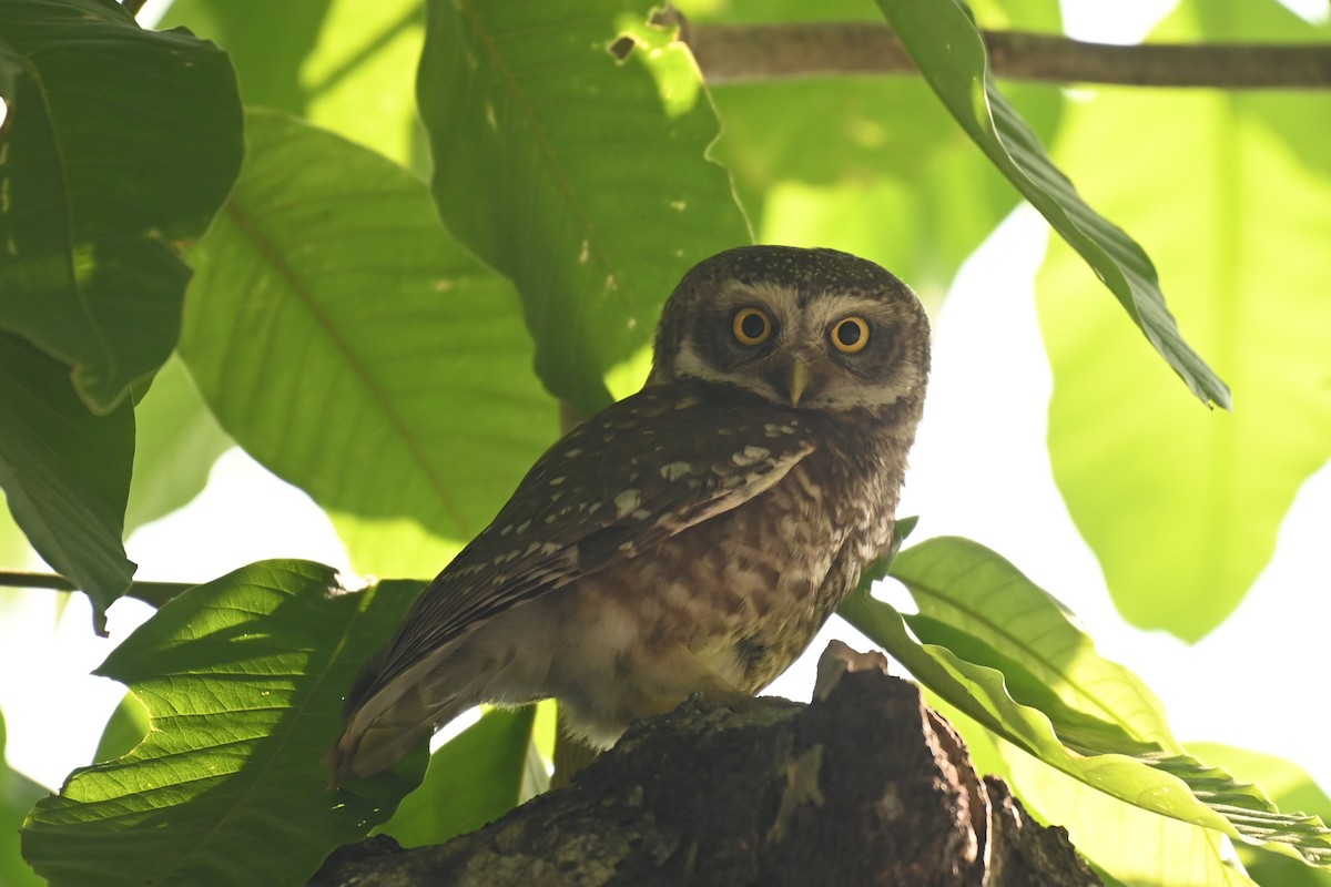 Spotted Owlet - Aryapratim Sarkhel