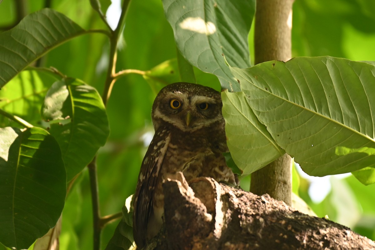 Spotted Owlet - Aryapratim Sarkhel