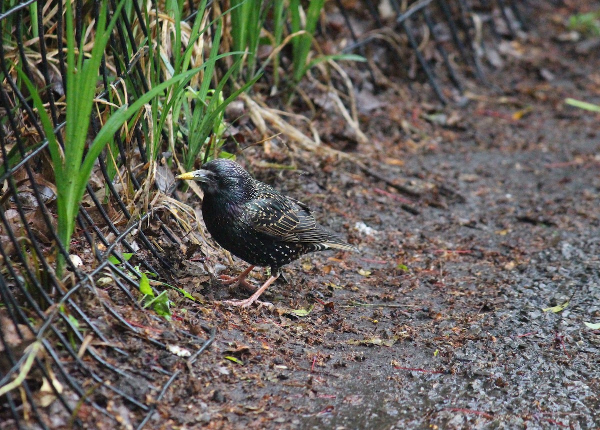 European Starling - ML619384514