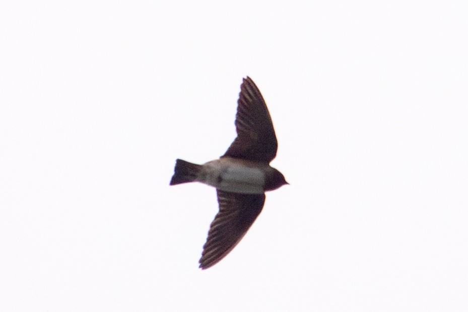 Cliff Swallow - ML619384517