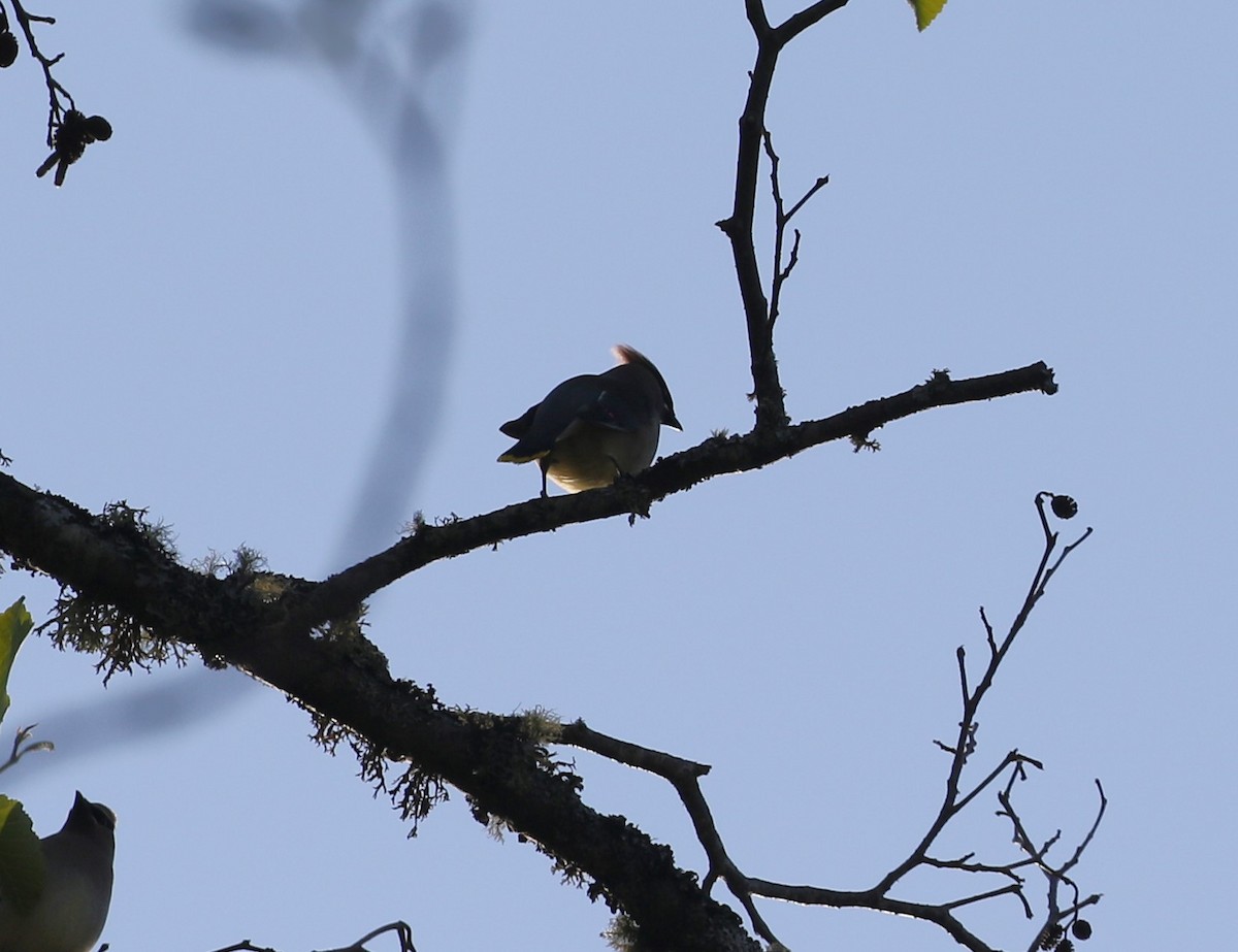 Cedar Waxwing - John F. Gatchet