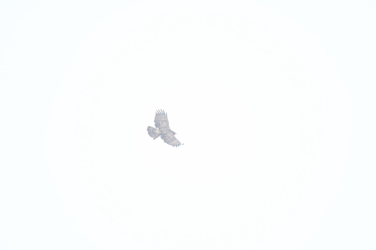 Oriental Honey-buzzard - ML619384522