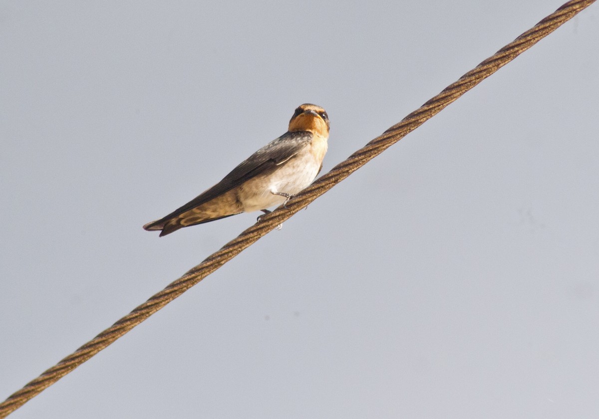 Pacific Swallow - Jay-c Casio