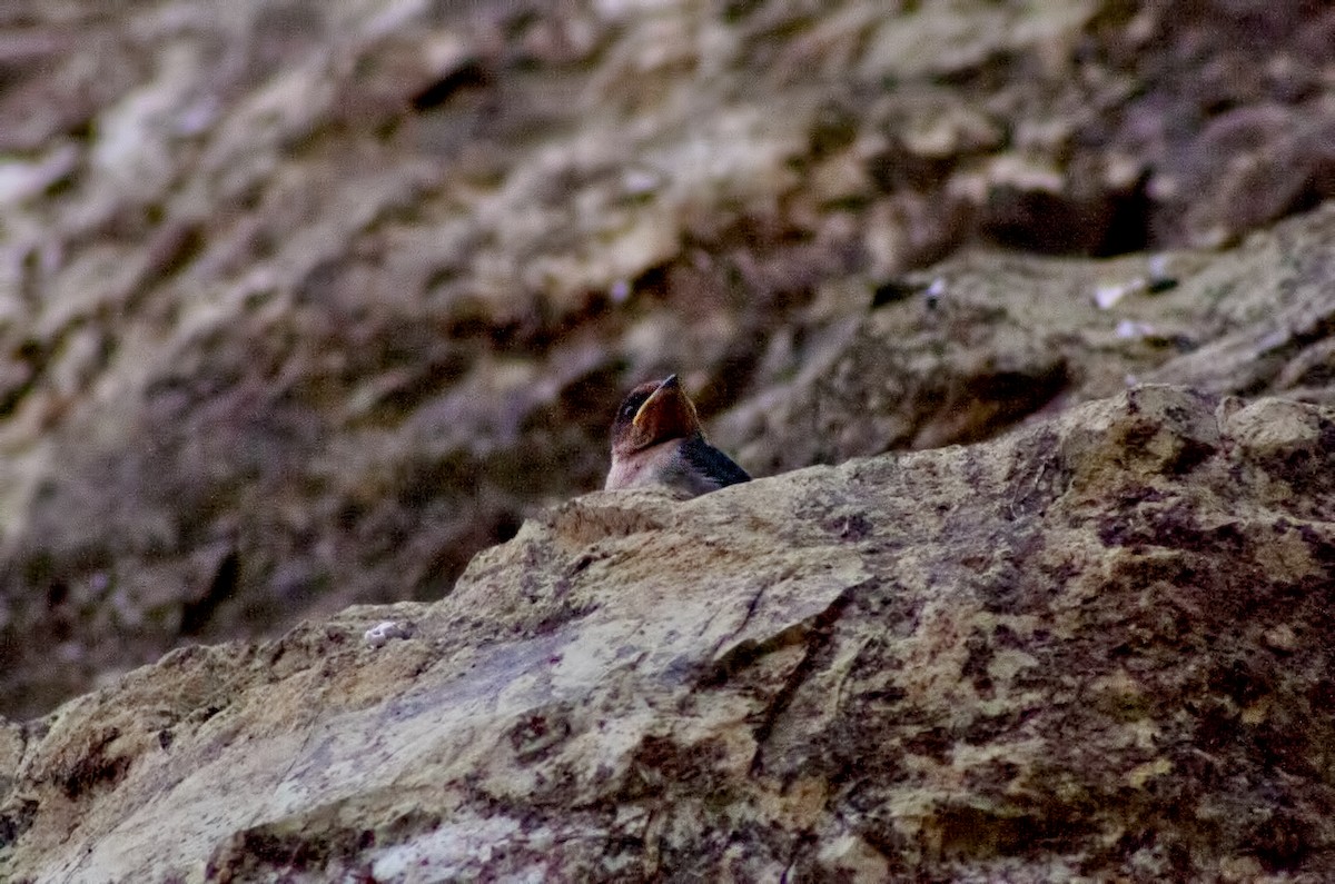 Pacific Swallow - Jay-c Casio