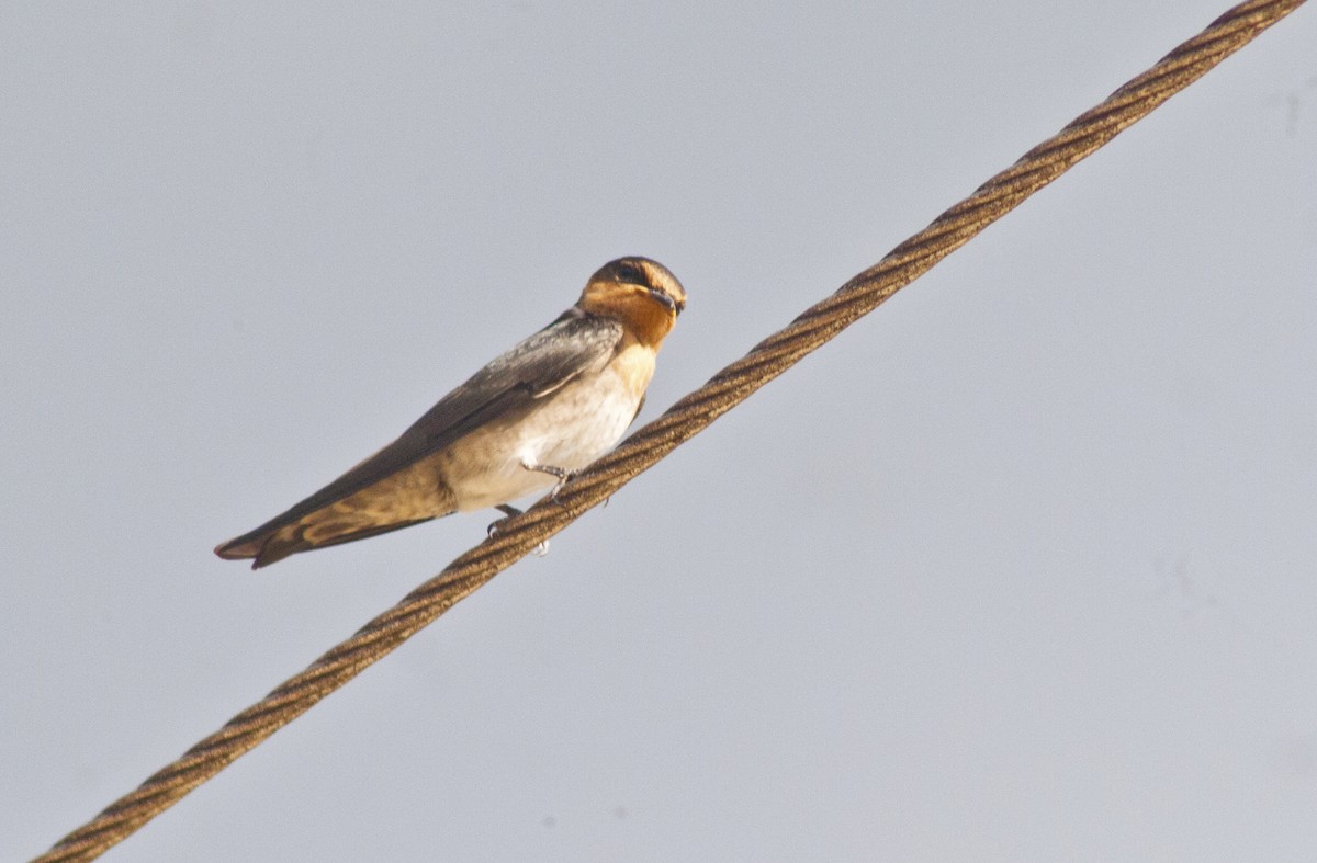 Pacific Swallow - Jay-c Casio