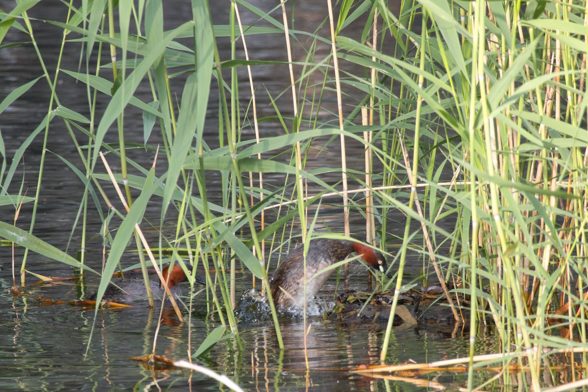 Little Grebe - ML619384540