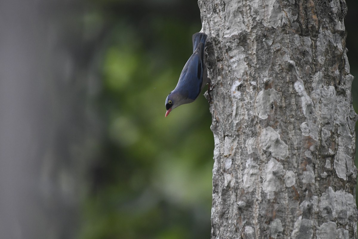 Velvet-fronted Nuthatch - Aryapratim Sarkhel