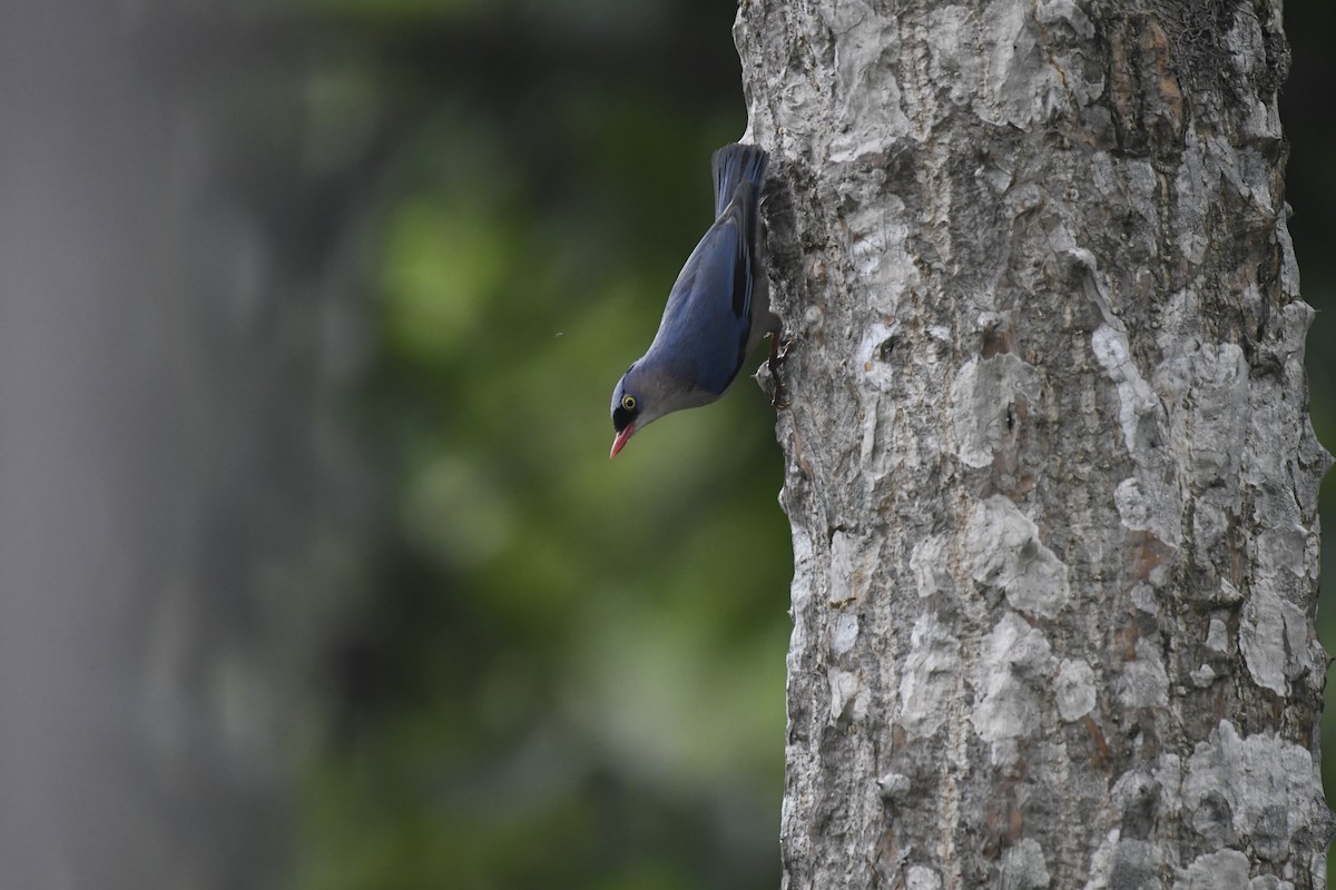 Velvet-fronted Nuthatch - Aryapratim Sarkhel