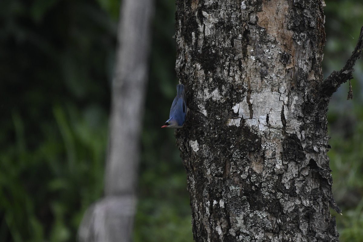 Velvet-fronted Nuthatch - Aryapratim Sarkhel