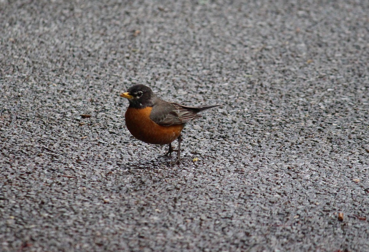 American Robin - Neema Das