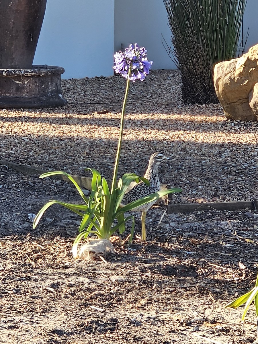 Spotted Thick-knee - Katie Dustman