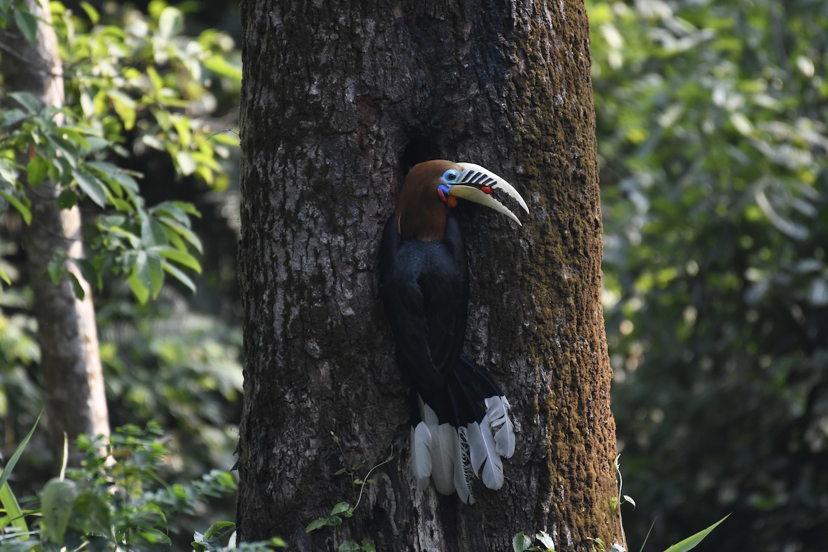 Rufous-necked Hornbill - Aryapratim Sarkhel