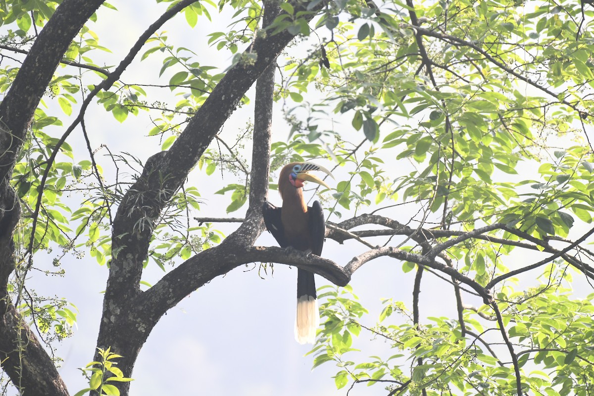 Rufous-necked Hornbill - Aryapratim Sarkhel