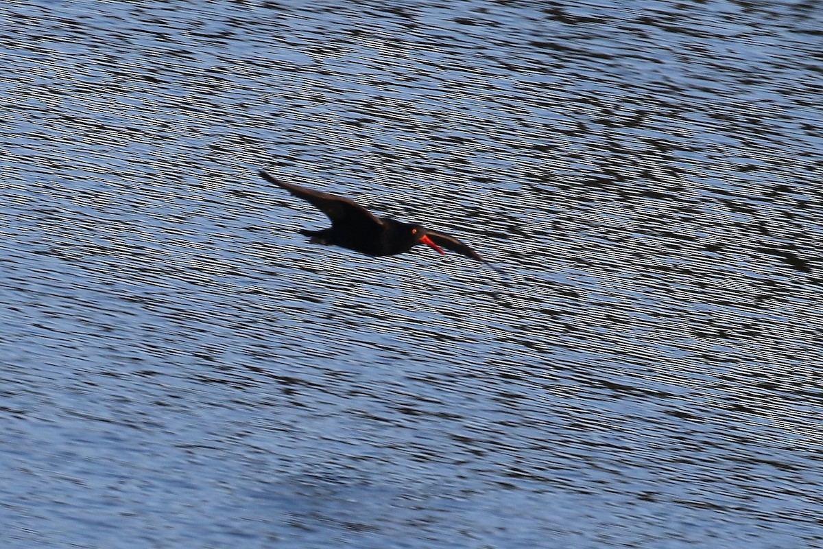 Black Oystercatcher - John F. Gatchet