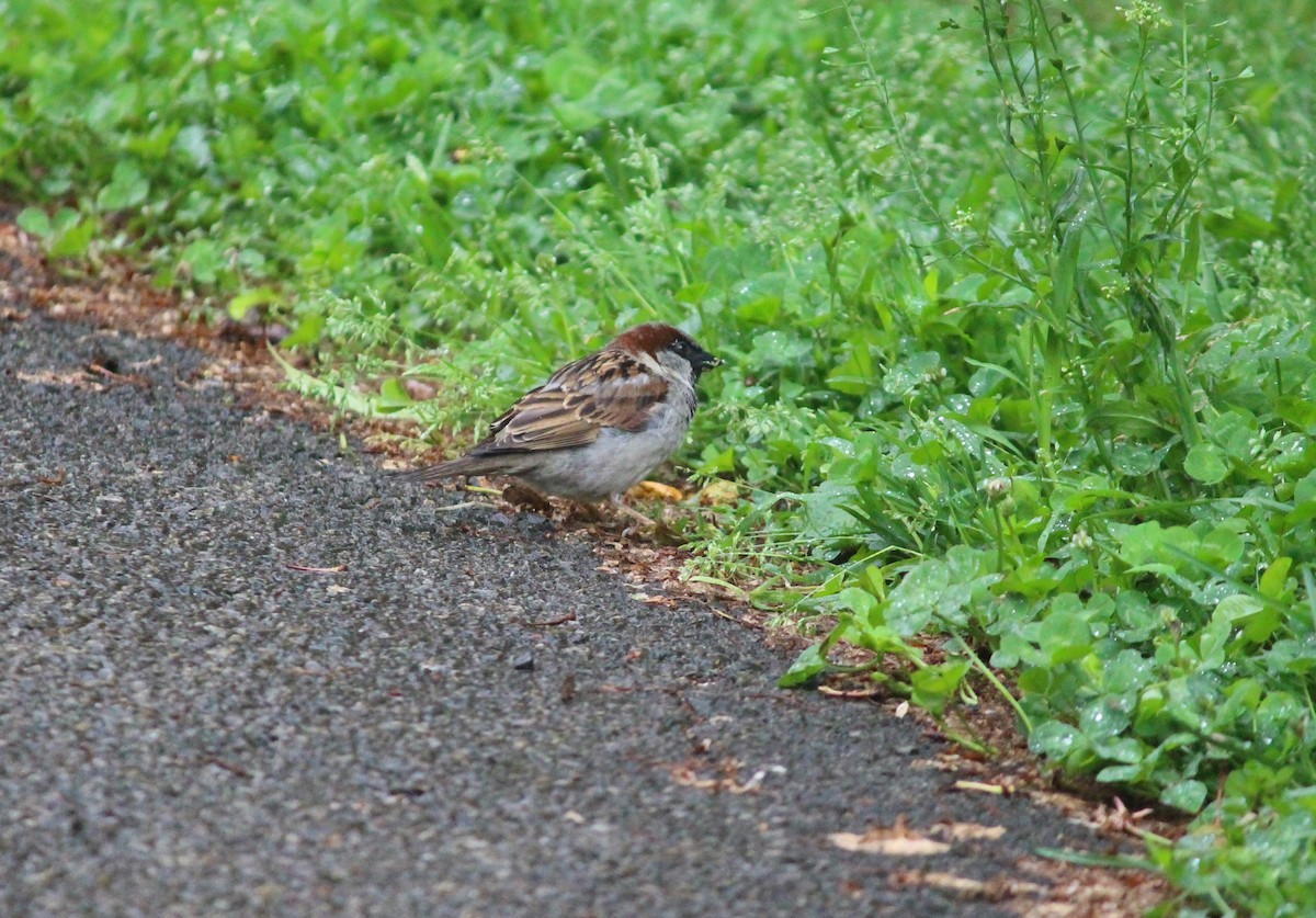 House Sparrow - ML619384587