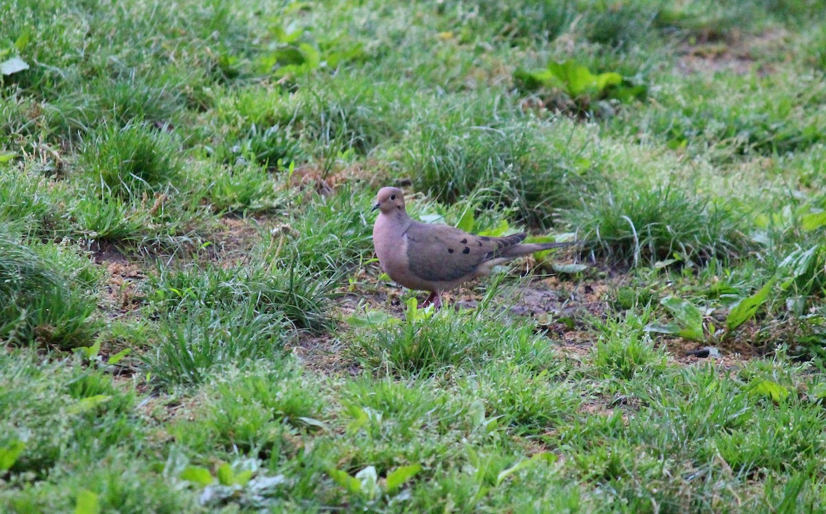 Mourning Dove - Neema Das