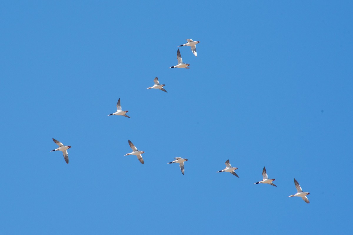 Red-breasted Merganser - Yixiao Liu