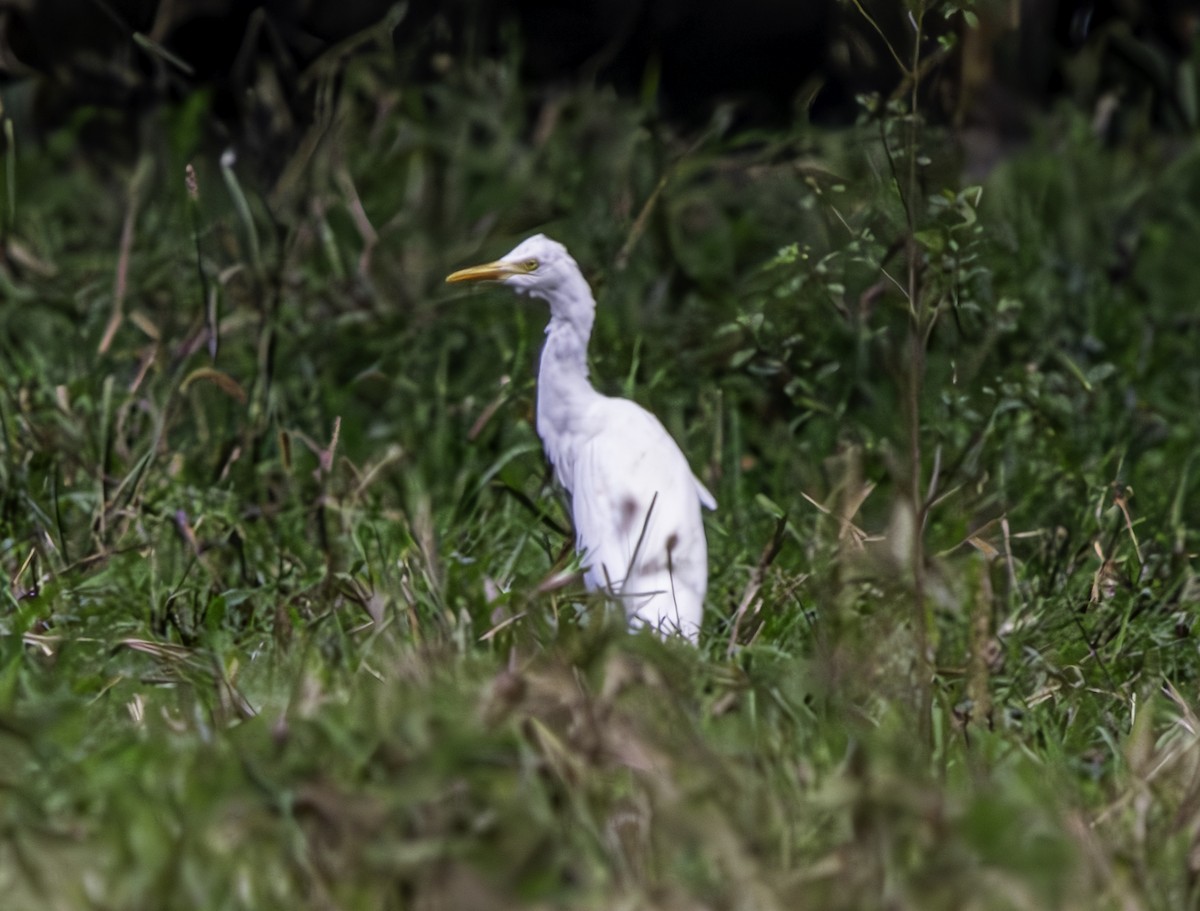 Eastern Cattle Egret - Rebel Warren and David Parsons