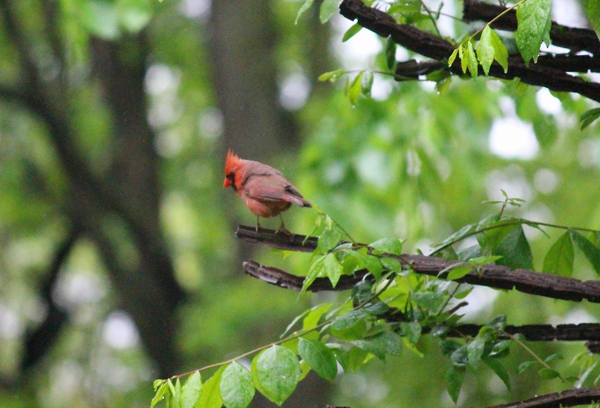 Northern Cardinal - ML619384603