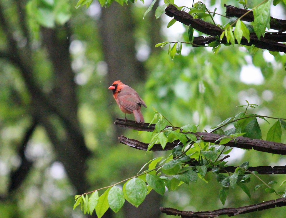 Northern Cardinal - Neema Das