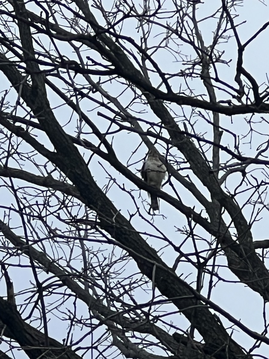 Sharp-shinned Hawk - ML619384614