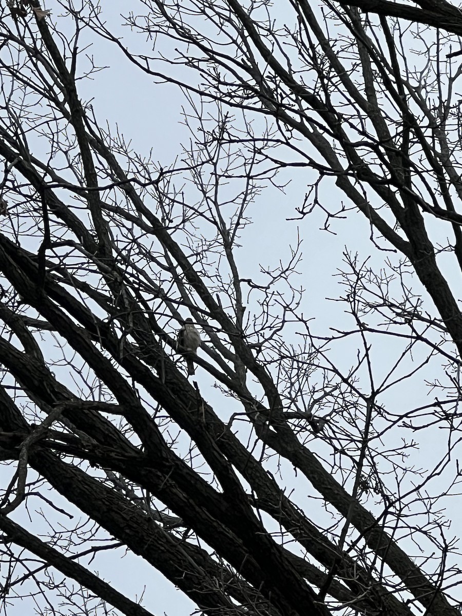 Sharp-shinned Hawk - ML619384615